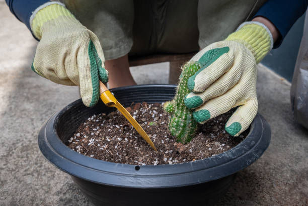 Farmer planting a Lobivia cactus in the ground.