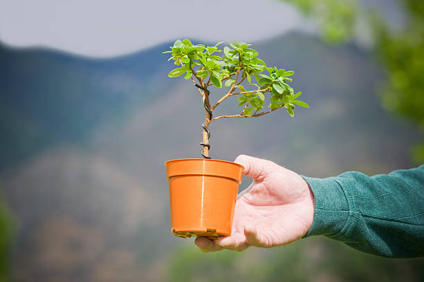 Plantando un árbol - foto de stock