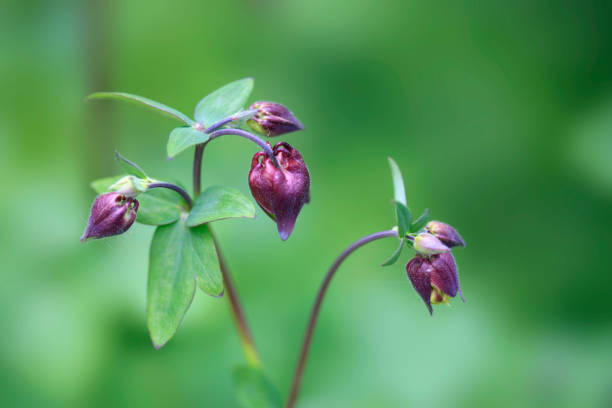 istock Colorful flowers in spring garden 1490662789