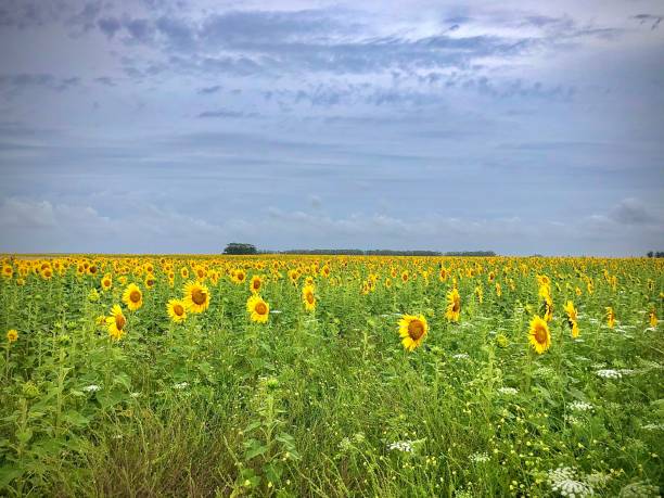 sonnenblume-feld - sunflower field scenics landscape stock-fotos und bilder