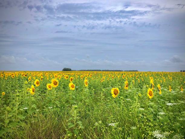 champ de tournesol - sunflower field scenics landscape photos et images de collection