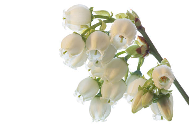 Macro of a white flowering blueberry, blueberry against a white background, Vaccinium