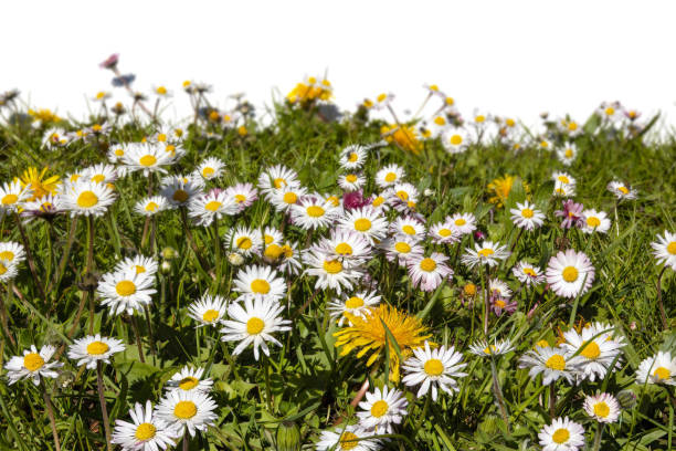 yellow dandelions flowers in green grass. spring flower background.