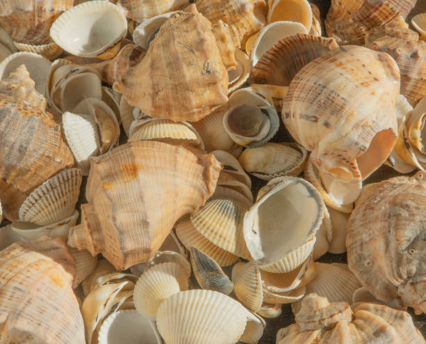 istock Sea shells on the beach. Summer background. Rapan shell. Beige light color. Aesthetic minimalism. Nature beauty. 1490665296
