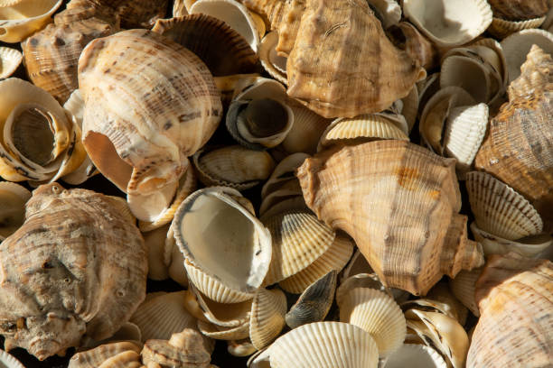 istock Sea shells on the beach. Summer background. Rapan shell. Beige light color. Aesthetic minimalism. Nature beauty. 1490665299