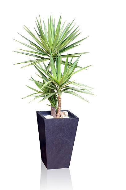 House plant - yucca stock photo