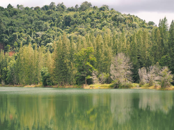 istock View of the pine forest reflected in the water surface. 1490667767