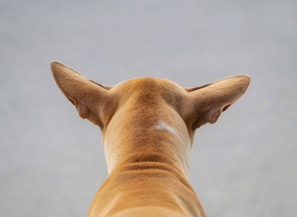 Veterinary examination of the dog's ear close up