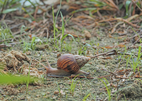 The snail is traveling on the ground. Snails are out for food. Close-up.
