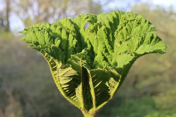 Huge new leaf on a gunnera plant opening up