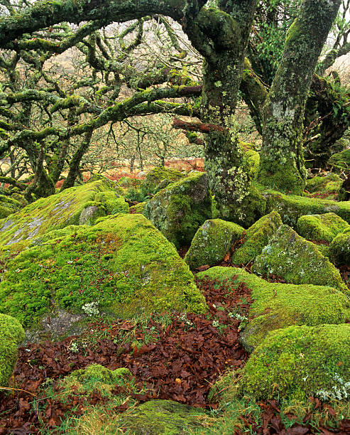 istock Wistman's wood ancient oak forest, Dartmoor, UK 149066962