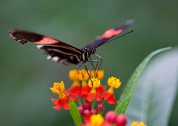 istock Butterfly on colouful flower 149066973