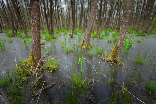 Stagnant water in a natural pond with green algae and grasses at Spetisbury a small rural country village south of Blandford Forum near the River Stour, Dorset, England, UK