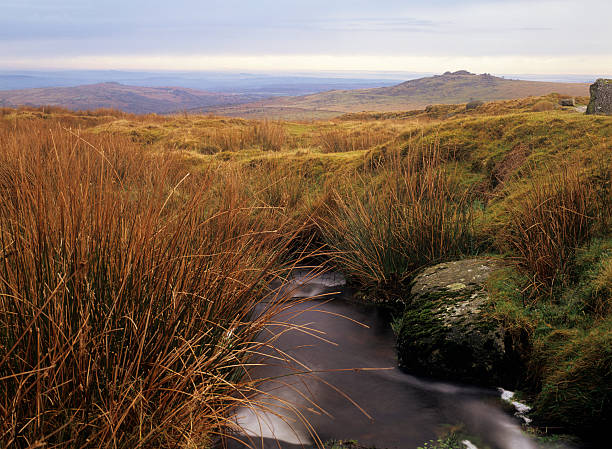 A view across the high moor blanket bog of Dartmoor, with typical landscape features, including running stream, rushes and granite tor on the horizon