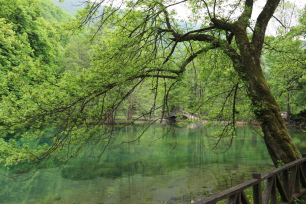 istock A great resting place lush green trees lake view in spring 1490670317