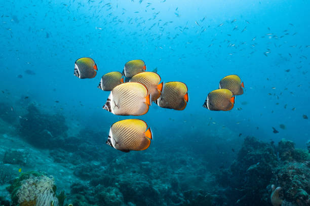 banc de poissons-papillons à queue rouge dans la mer d’andaman - poisson papillon à collier blanc photos photos et images de collection
