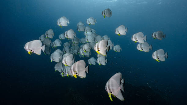 School of Teira Batfish in the blue ocean School of Longfin Batfish, also known as the Platax teira, Teira batfish, Longfin spadefish, or round faced batfish swimming together in the blue ocean. Marine life and underwater conservation. longfin spadefish stock pictures, royalty-free photos & images