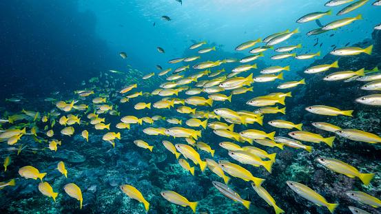 School of Bigeye yellow snapper fish at Richelieu Rock, a famous scuba diving dive site and exotic underwater landscape in Thailand.