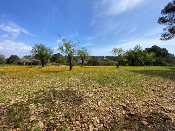 mondrago nature park, 마요르카, santanyi, 스페인 - yellow landscapes nature park 뉴스 사진 이미지