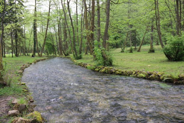 istock Great resting place lush green trees stream view in spring time flowing by 1490670723