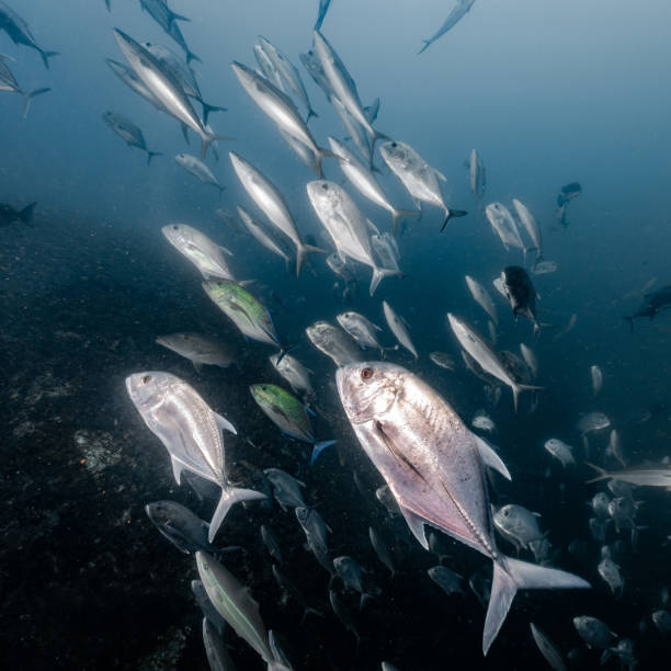 istock School of Jack fish in the blue ocean 1490670968