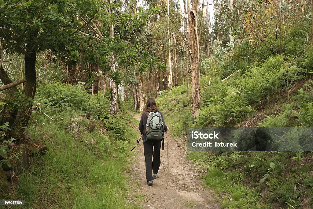 Woman tourist walking in the forest Activity Stock Photo