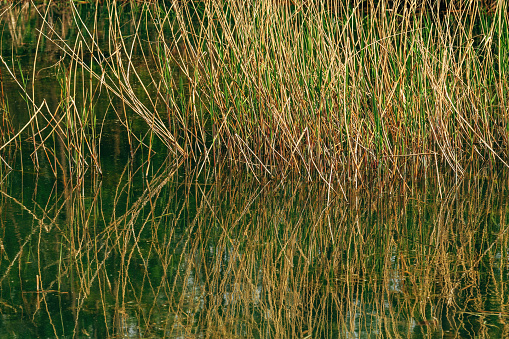 Single clump of cattails and green grasses in a pond at the Viera wetlands. Abstract background and nature scene showing the texture and detail of the native grasses and reflective pond in the water containment area.