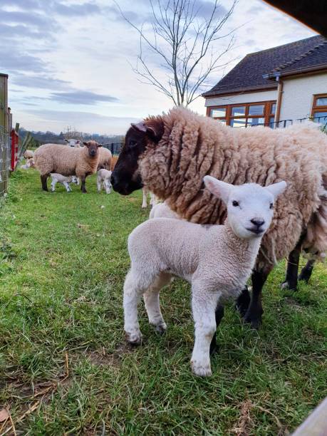 istock New born Spring lamb and ewe 1490673153