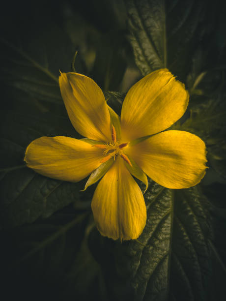 istock Beautiful Yellow Flower 1490673212