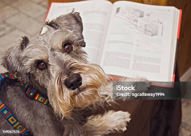 Miniature Schnauzer Dog Studying Stock Photo - Download Image Now - Animal Tricks, Dog, Animal