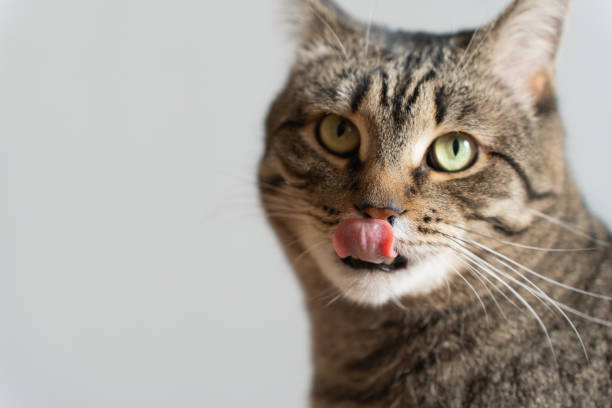 istock Cute tabby cat licking lips, portrait on a white background. Close-up 1490674795