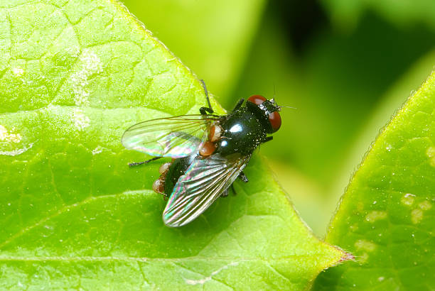 Fly on a leaf stock photo