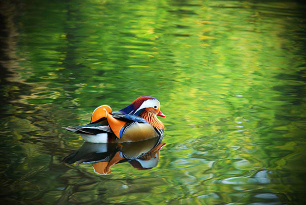 Mandarin Duck stock photo