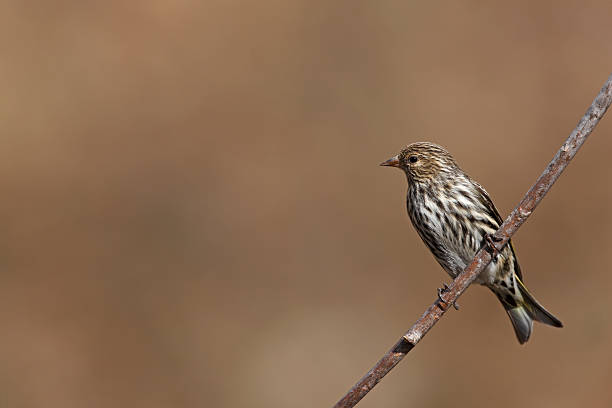 istock Pine siskin female on branch 149067605