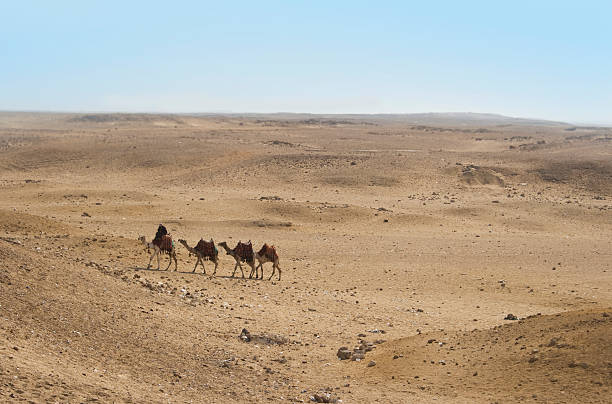 istock Camels of the egyptian desert 149067610