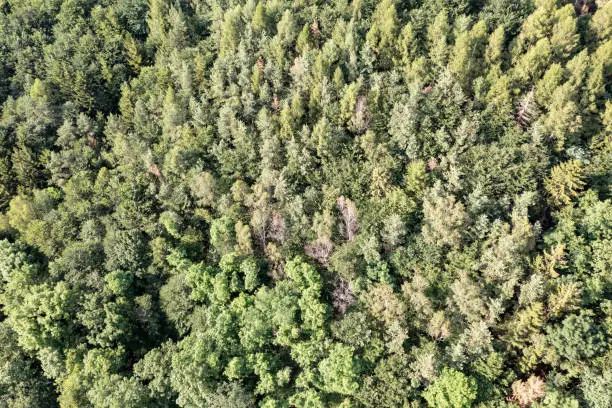 aerial view of mixed forest in Bavaria