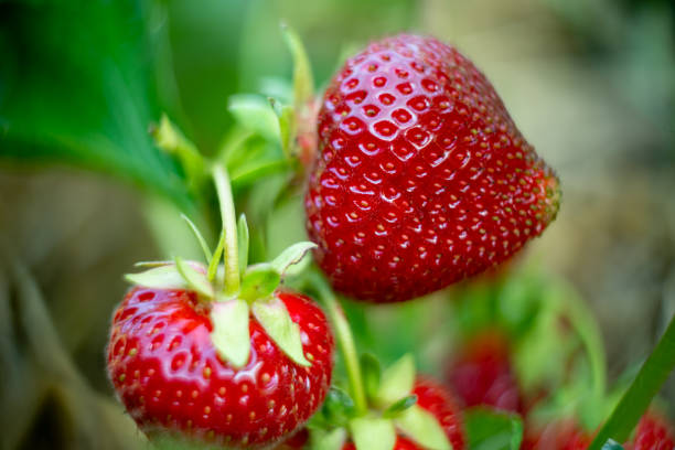 istock Red strawberries on a bush close-up 1490677824