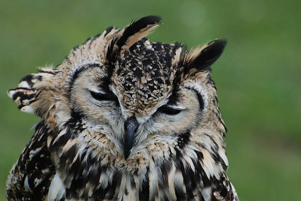 istock Owl sitting in a storm closing his eyes 149067792