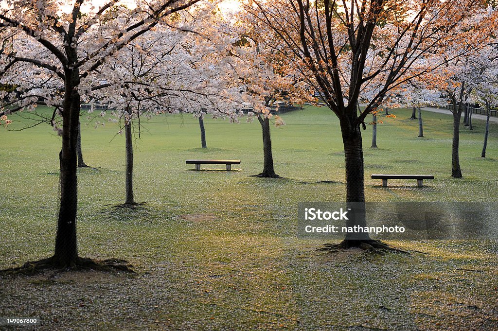 Park benches, blossoming cherry trees, Japan Two empty park benches during "sakura," or Japan's cherry blossom season. Agricultural Field Stock Photo