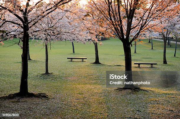 Park Benches Blossoming Cherry Trees Japan Stock Photo - Download Image Now - Agricultural Field, Bench, Blossom