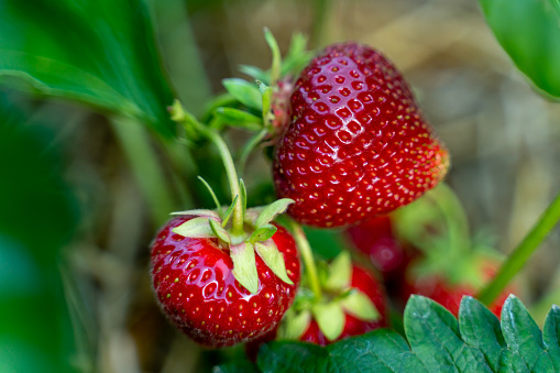 Strawberry plantation field,ripe red berries.Woman hands holding hands full of freshly picked strawberries,strawberry farm.Girl picking and eating strawberries on organic berry farm in summer.