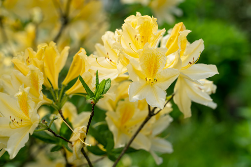 Yellow Azalea, Rhododendron molle, bush blooming in springtime. Lush flowers of rhododendron are yellow. Flowering bush.
