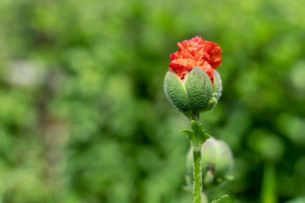 Flowers Red poppies blossom on wild field. Beautiful field red poppies with selective focus. soft light. Natural drugs. Glade of red poppies. Lonely poppy. Soft focus blur