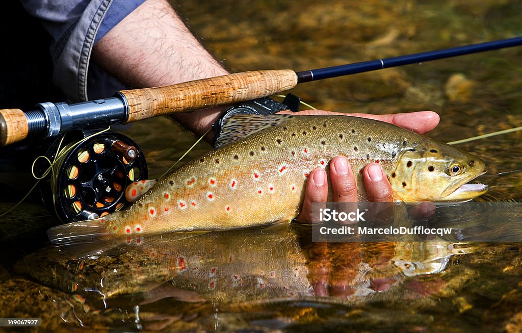 Trout closeup of a hand holding a brown trout Fly-fishing Stock Photo