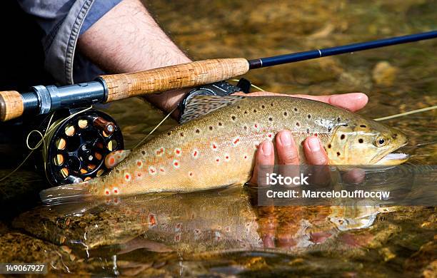Trout Stock Photo - Download Image Now - Fly-fishing, Trout Fishing, Trout