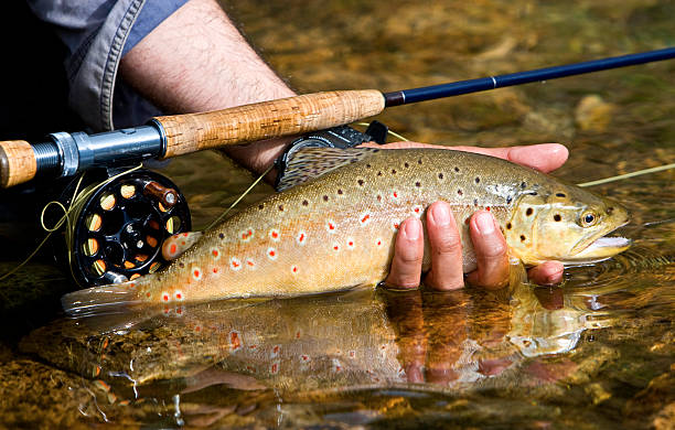 форель - fly fishing стоковые фото и изображения