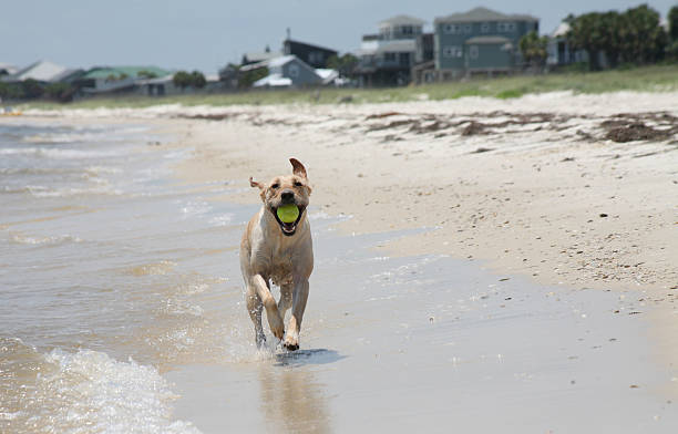 Labrador at the Beach stock photo