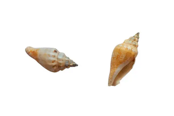 Seashell Canarium olydium isolated on white background. Strombus labiatus olydius natural tropic sea shell cut out icon, true conchs. Exotic marine gastropod house cutout design element
