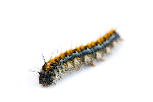 istock Pacific Tent Caterpillar, Malacosoma constrictum 149068110