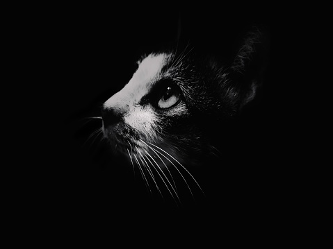 A portrait of a cat's head looking up against a dark background and a black look is interesting and unique
